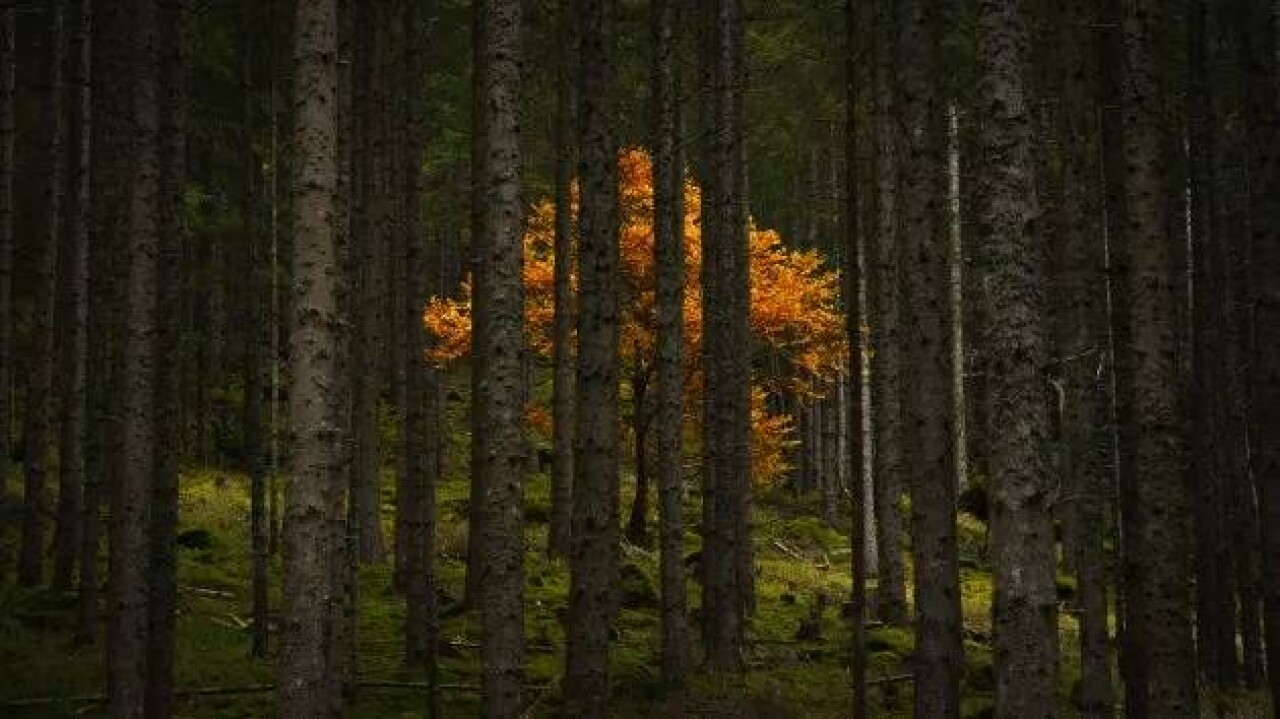 National Geographic 2023 yılın fotoğrafları belli oldu! Büyük ödülü kim kazandı? 4